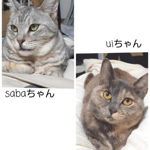 猫の写真を載せてとのご要望もありましたので